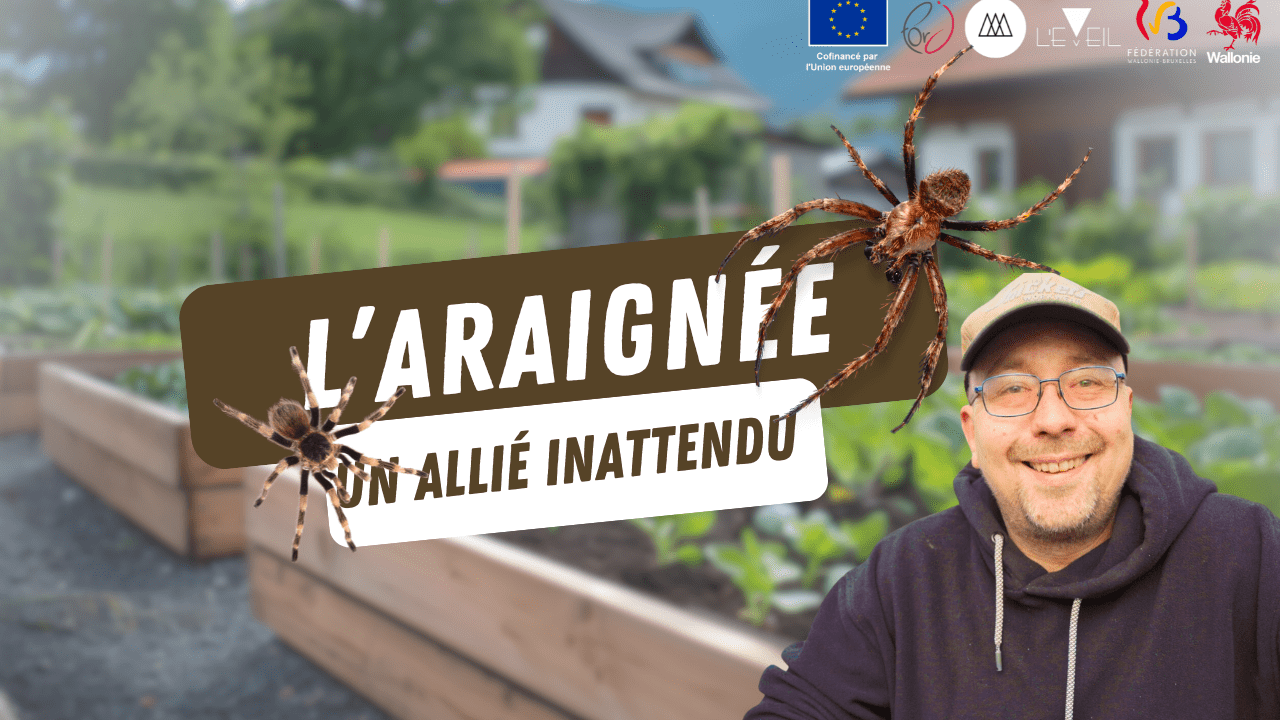 L'EMPLOYE DU MOIS : L'araignée et la permaculture