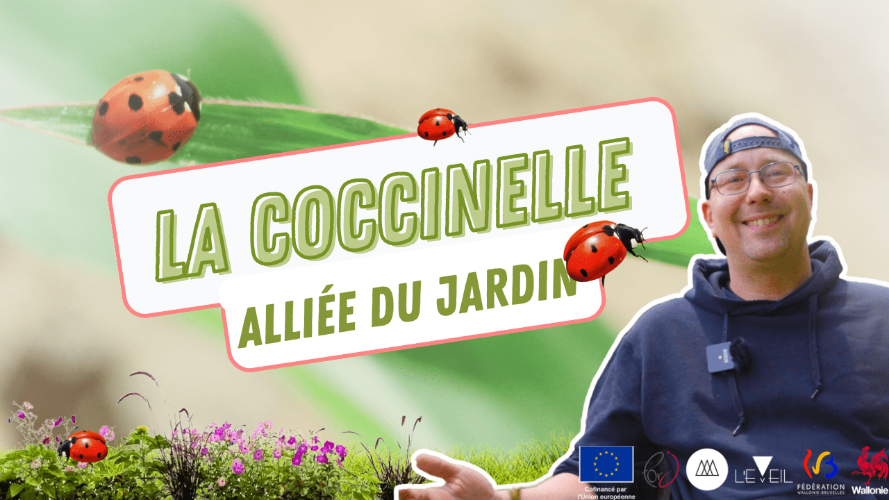 L'EMPLOYE DU MOIS : La coccinelle & la permaculture