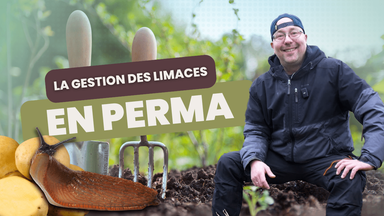 La gestion des limaces dans un jardin en permaculture