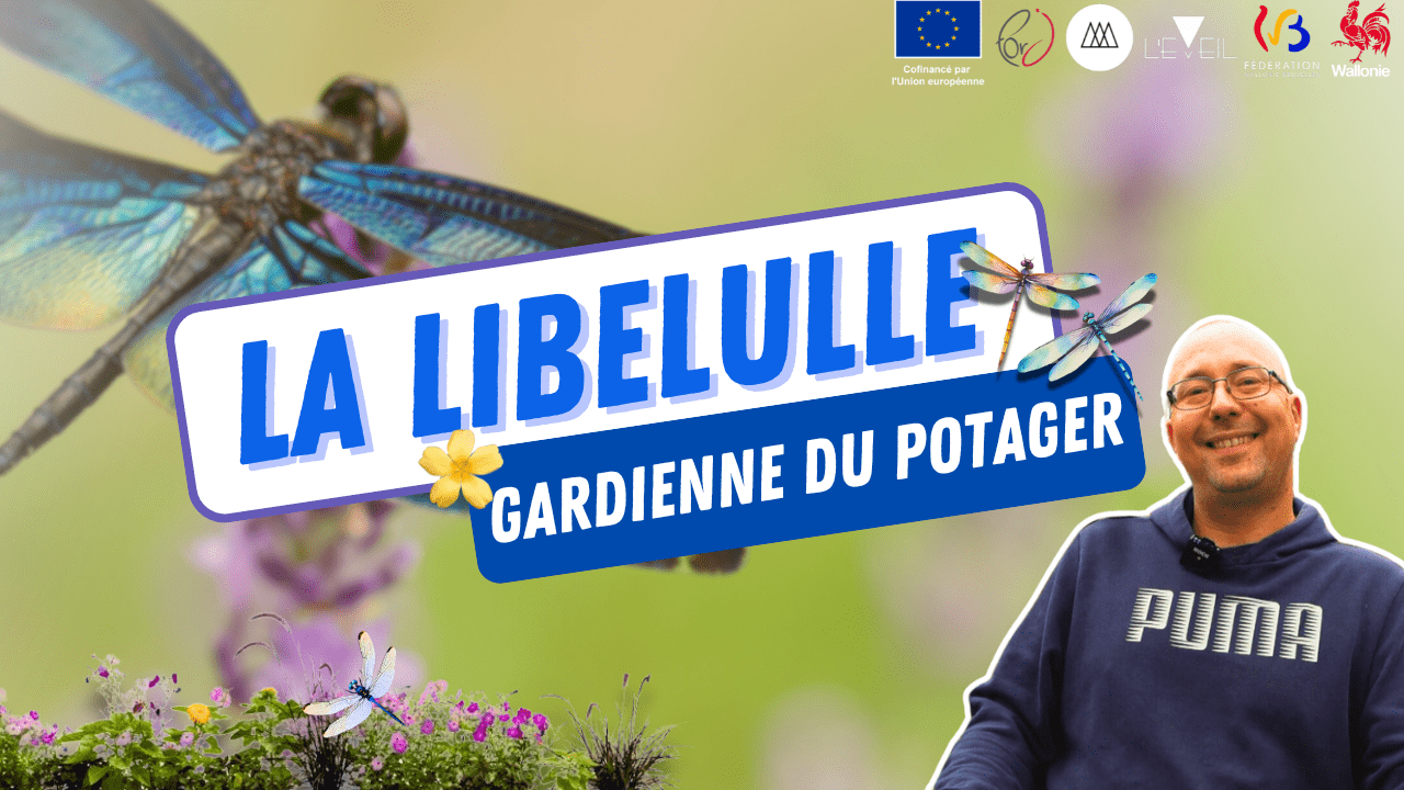L'EMPLOYE DU MOIS : La libellule et la permaculture - Eveil Comesti Lab