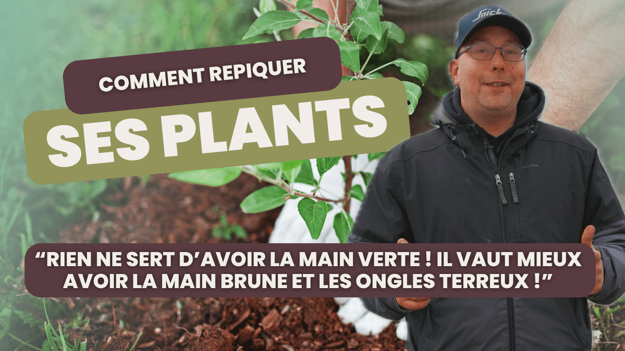 Comment repiquer vos plants ?
