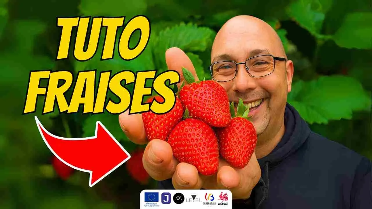 TUTO FRAISES - Comment planter des fraises FACILEMENT chez soi !